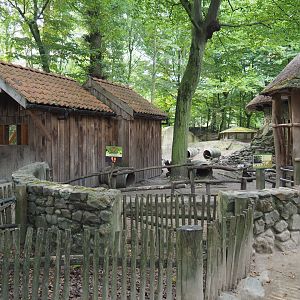 Domestic rabbit exhibit, 2020-08-15