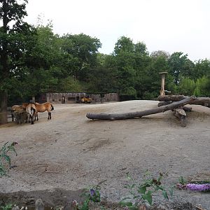 Przewalski's wilde horse paddock, 2020-08-15