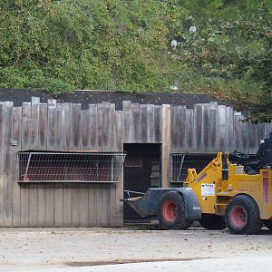 Cleaning of the Pzewalski's horse holding areas, 2020-08-15