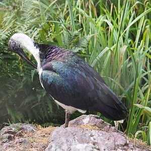 Straw-necked ibis (Threskiornis spinicollis), 2020-08-15