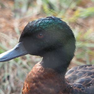 Chestnut teal drake (Anas castanea), 2020-08-15