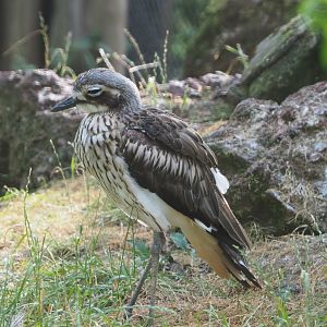 Bush thick-knee (Burhinus grallarius), 2020-08-15