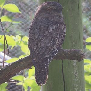 Tawny frogmouth (Podargus strigoides), 2020-08-15