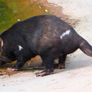 Drinking Tasmanian devil (Sarcophilus harrisii), 2020-08-15