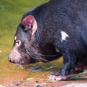 Tasmanian devil (Sarcophilus harrisii), 2020-08-15