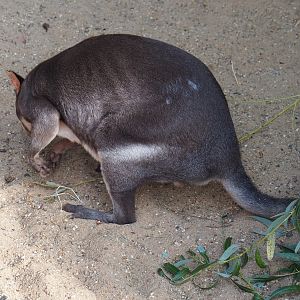 Dusky pademelon (Thylogale brunii), 2020-08-15
