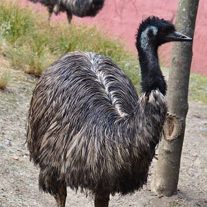 Common emu (Dromaius novaehollandiae), 2020-08-15