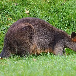 Swamp wallaby (Wallabia bicolor), 2020-08-15