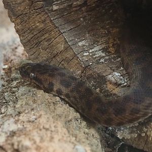 Children’s python (Antaresia childreni), 2020-08-15