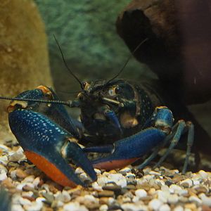 Australian red-clawed crayfish (Cherax quadricarinatus), 2020-08-15