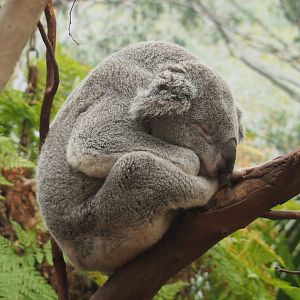 Queensland koala (Phascolarctos cinereus adustus),  2020-08-15
