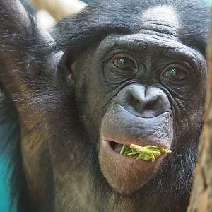 Bonobo (Pan paniscus), 2020-08-15