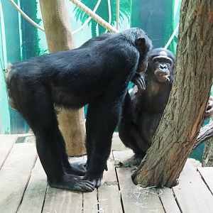 Bonobos (Pan paniscus), 2020-08-15