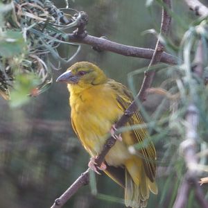 Female Village weaver (Ploceus cucullatus, 2020-08-15