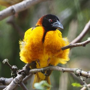 Male Village weaver (Ploceus cucullatus, 2020-08-15