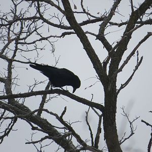 American Crow Silhouette