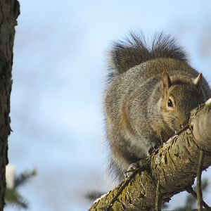 Gray Squirrel