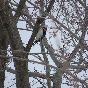 Hairy woodpecker, (obviously)