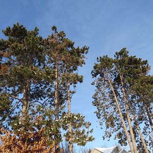 The Fortress of Trees