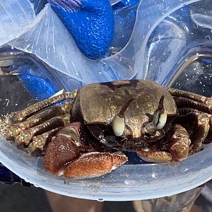 Hawaiian Crab Identification?