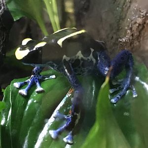 Dyeing Poison Dart Frog