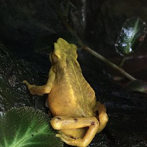 Panamanian Golden Frog