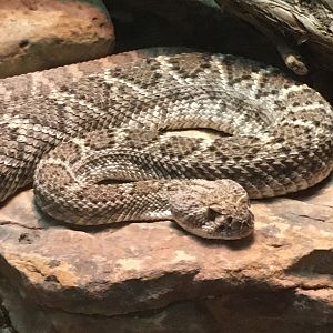 Western Diamondback Rattlesnake