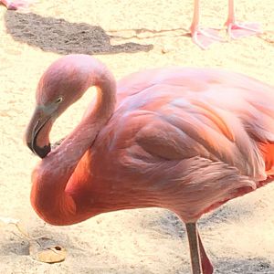 American Flamingo