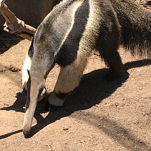 Giant Anteater