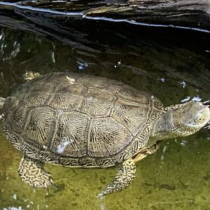 European Pond Turtle
