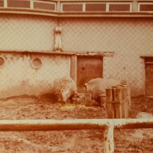 Southern white rhinos