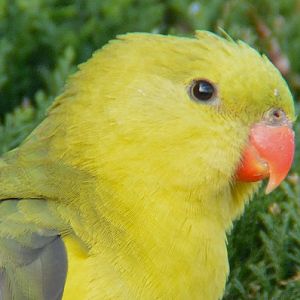Female Regent parrot portrait.