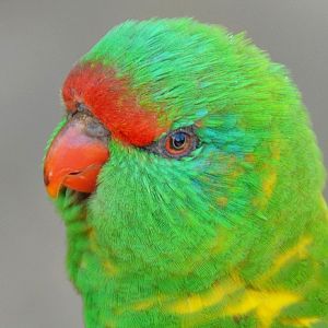 Scaly-breasted lorikeet portrait.