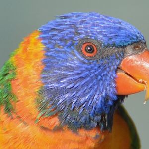 Red-collared lorikeet portrait.