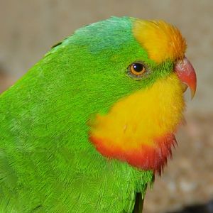 Male superb parrot portrait.