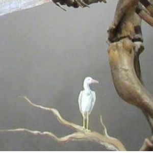 Dose anybody know what type of extinct bird this is