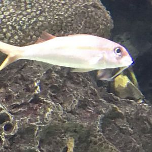 Can anybody id this fish