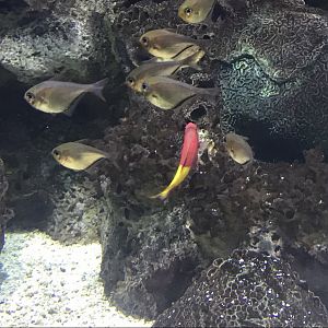 Can anybody id these fish