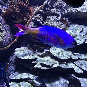 Can anybody id this fish