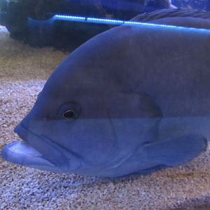 Can anybody id this fish