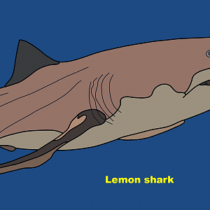 Lemon shark (Negaprion brevirostris)