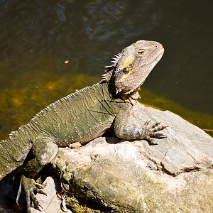 Eastern Water Dragon (Intellagama lesueurii)