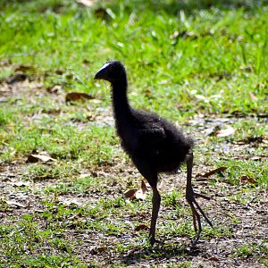 Australasian Swamphen Chick (Porphyrio melanotus)