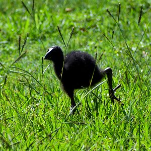 Australasian Swamphen Chick (Porphyrio melanotus)