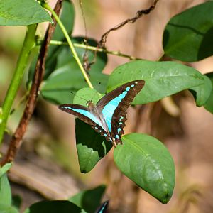 Blue Triangle (Graphium sarpedon)