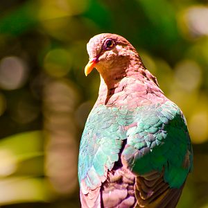 Emerald Dove (Chalcophaps longirostris)