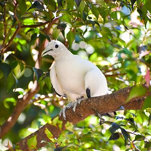 Torresian Imperial Pigeon (Ducula spilorrhoa)