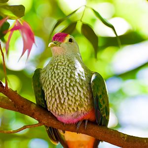 Rose-crowned Fruit Dove (Ptilinopus regina)