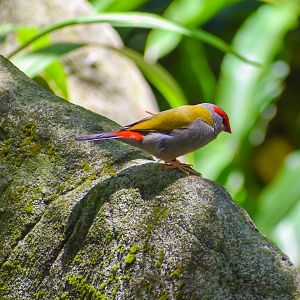 Red-browed Finch (Neochmia temporalis)