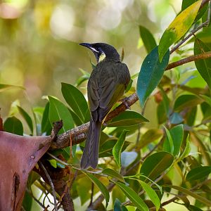 Wild - Lewin's Honeyeater (Meliphaga lewinii)